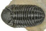 Detailed Phacopid (Morocops) Trilobite - Foum Zguid, Morocco #363150-1